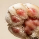A Complete Guide to Cat Paw Swelling: Response and Prevention