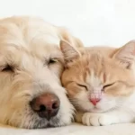 Pet Geriatric Cognitive Disorder: Signs, Responses and Scientific Care