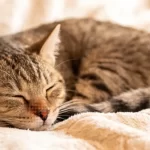 Purring Isn’t Just for Comfort — It Might Be a Self-Healing Superpower