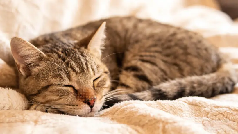 Purring Isn’t Just for Comfort — It Might Be a Self-Healing Superpower