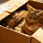 Why Do Cats Knock Things Off Tables? It’s Not Revenge, It’s Instinct