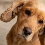 Why Do Dogs Tilt Their Heads? Science Finally Has an Answer