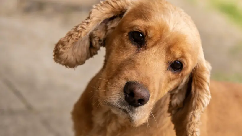 Why Do Dogs Tilt Their Heads? Science Finally Has an Answer