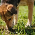 How Powerful Is a Dog’s Nose? It Can “See” a Week-Old Scent