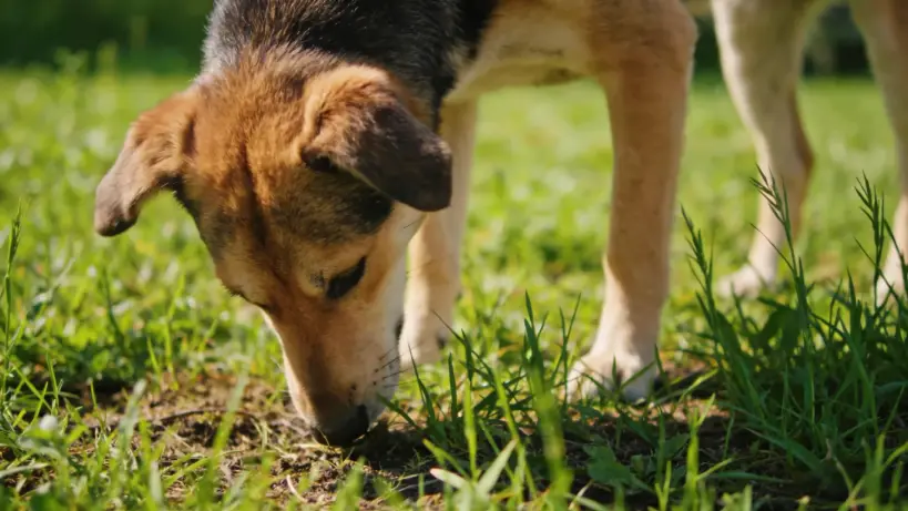 How Powerful Is a Dog’s Nose? It Can “See” a Week-Old Scent