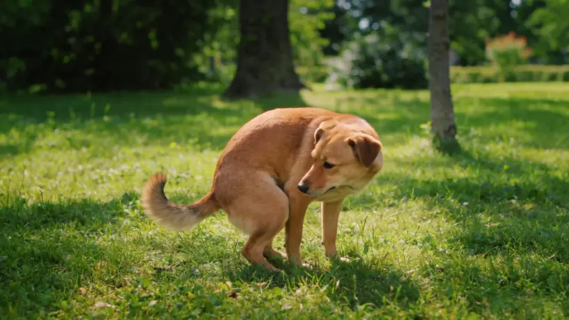 Why Do Dogs Spin in Circles Before Pooping? An Ancient Ritual