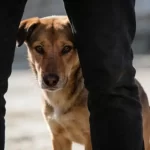 A Wagging Tail Doesn’t Always Mean a Happy Dog — 5 Tail Truths