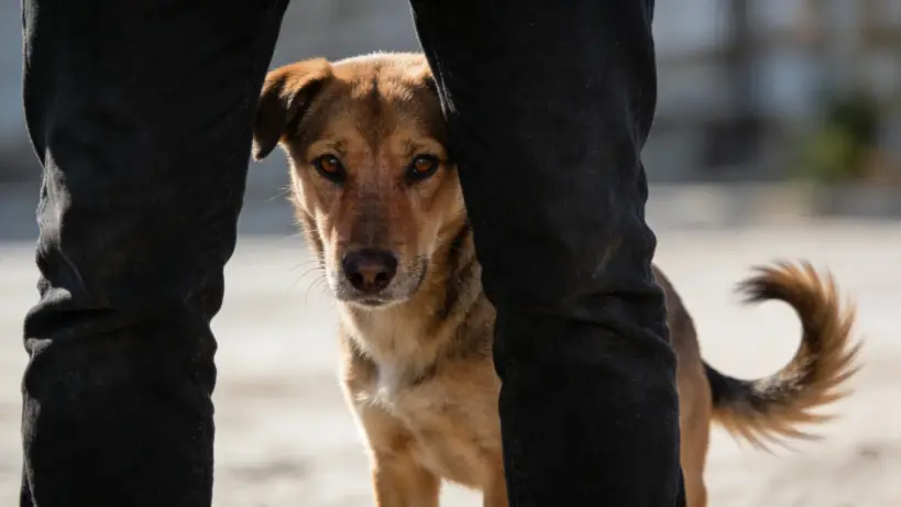 A Wagging Tail Doesn’t Always Mean a Happy Dog — 5 Tail Truths