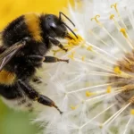 Why Letting Your Lawn Grow Could Save Thousands of Bees